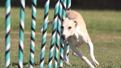 Dog weaving in between poles